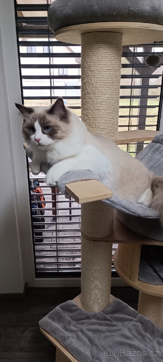 Prodám sourozence koček Ragdoll - 2