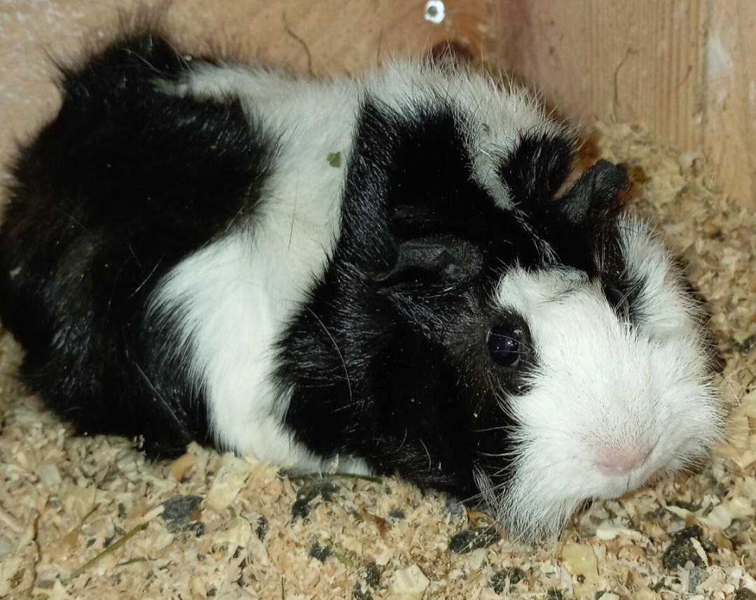 Morče rozetové samička - 2