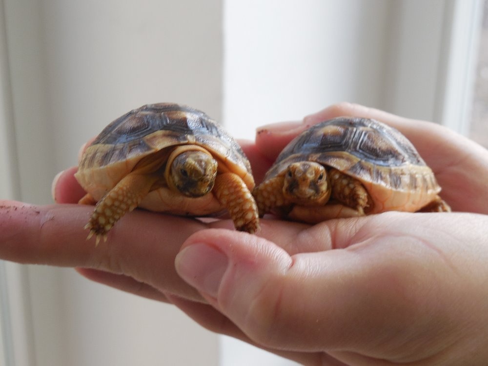 želva suchozemská - 2