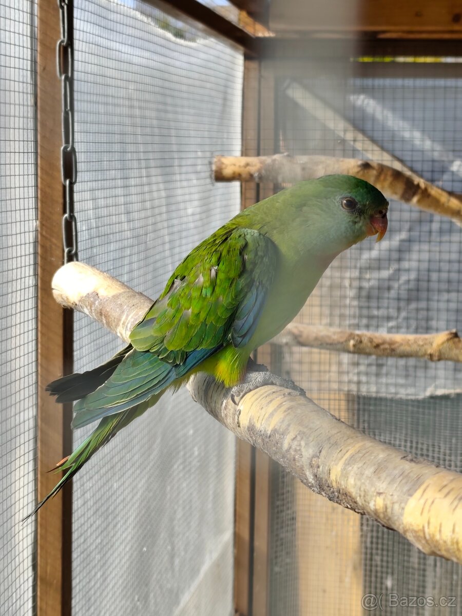 Papoušek nádherný - 2