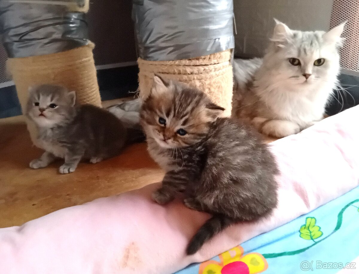 Britská koťátka s PP - 2