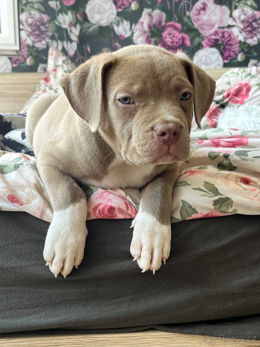 American bully XL - 2