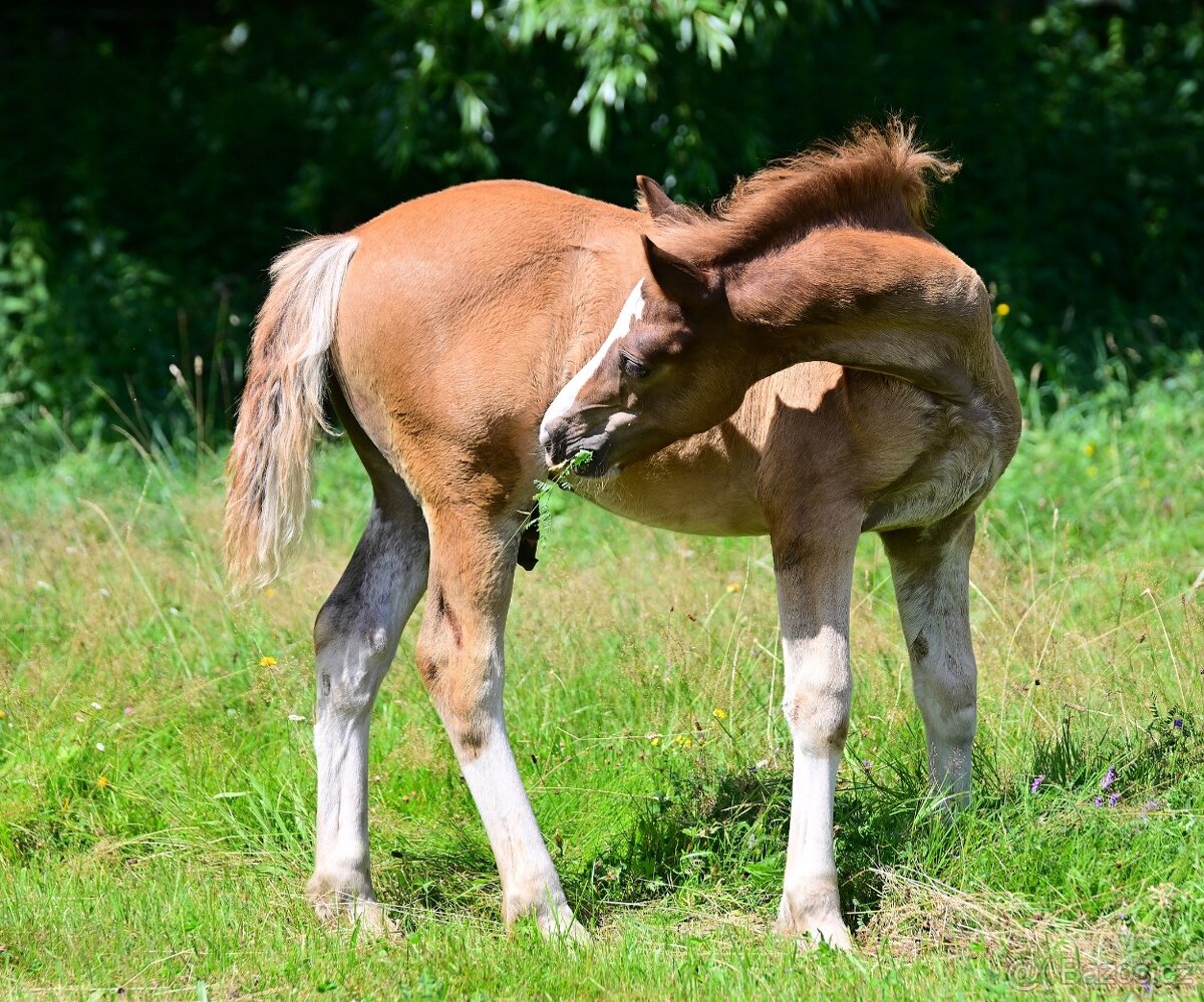 Hřebeček welsh cob - 2