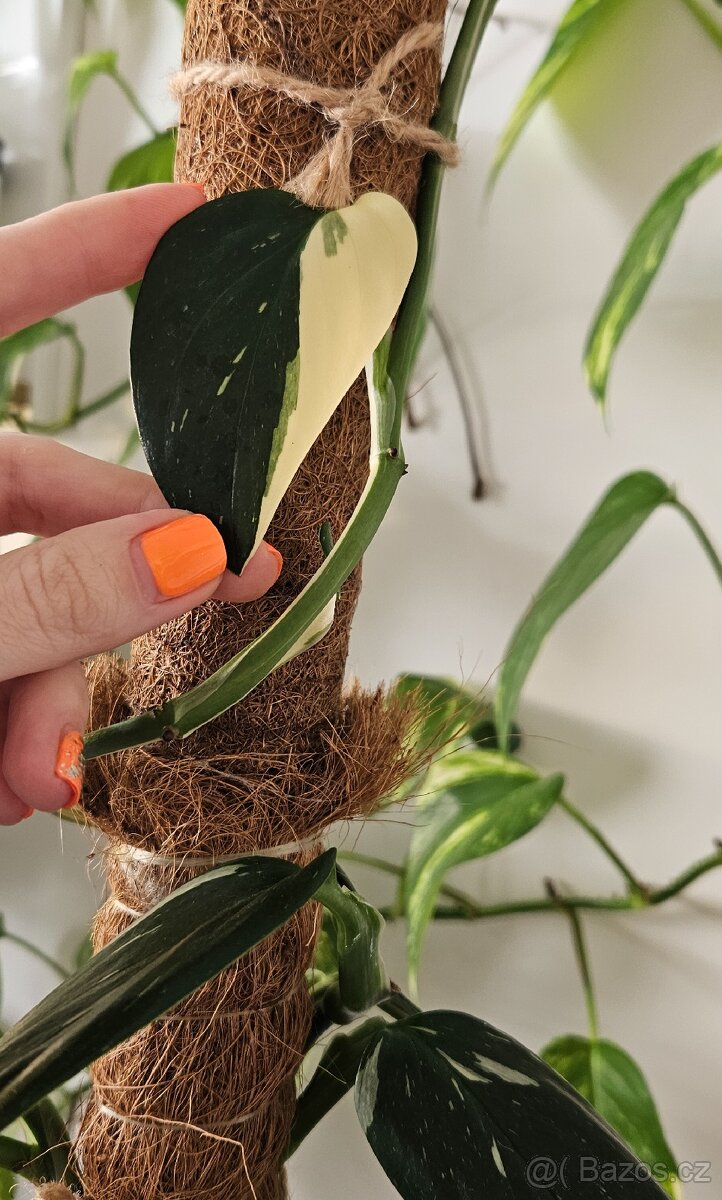 Monstera Cobra variegata - 2