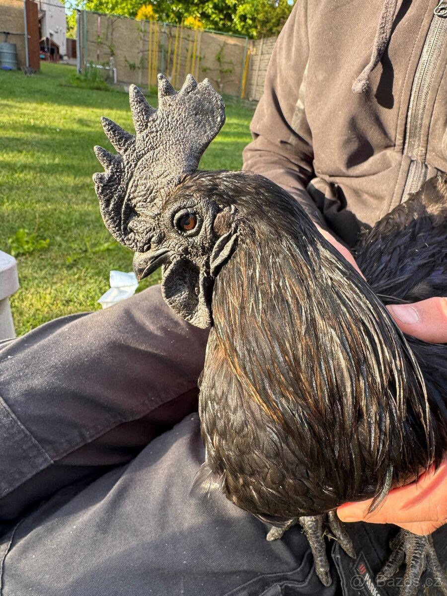 Kohout AYAM CEMANI se - 2