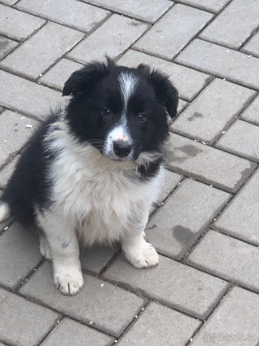 Border kolie - 2