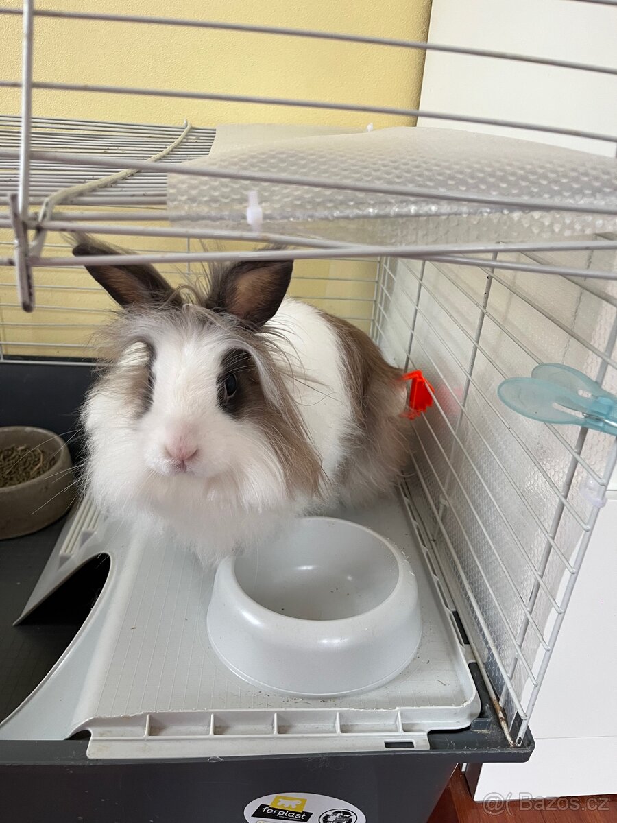 Zakrslý králík Tedy - 2