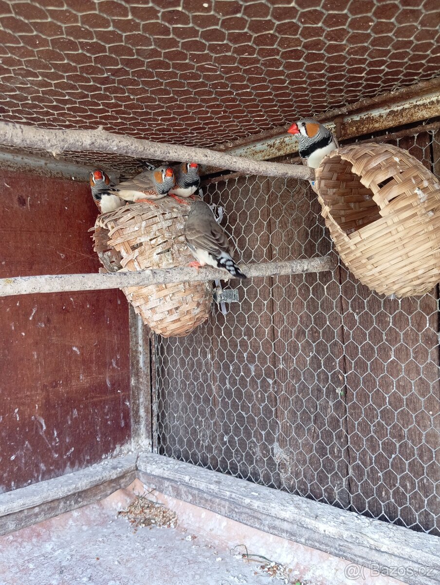 Prodám zebřičky - 2