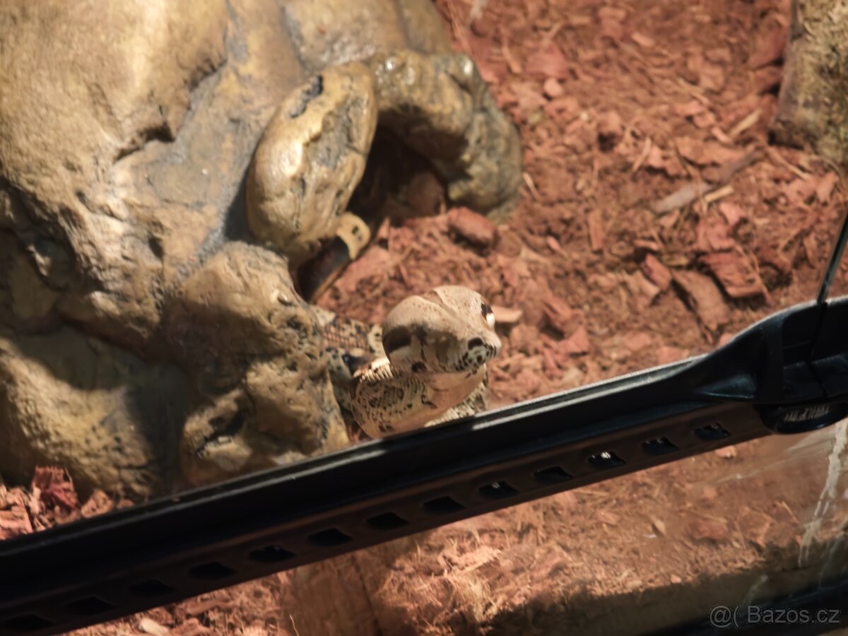 Hroznýš královský - 2