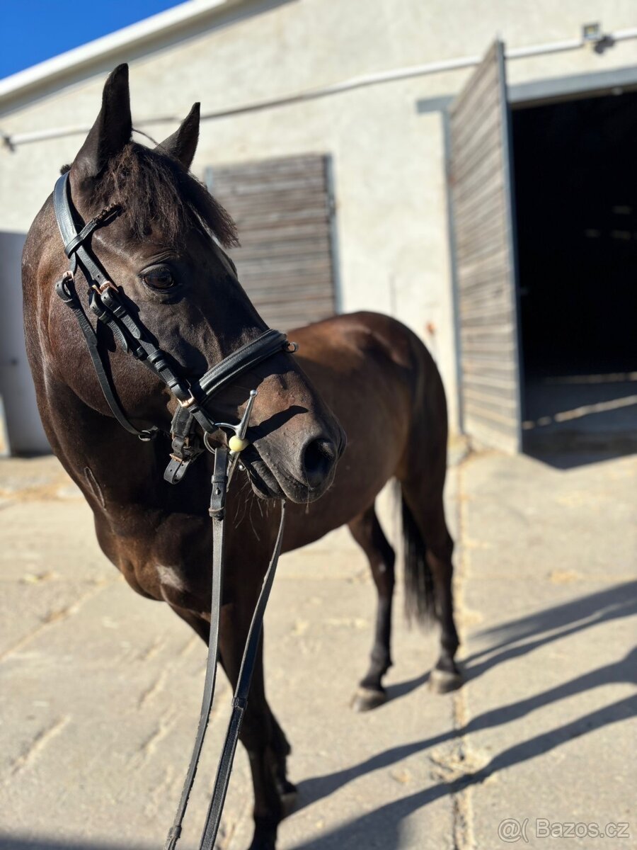 Pony valach na prodej - 2