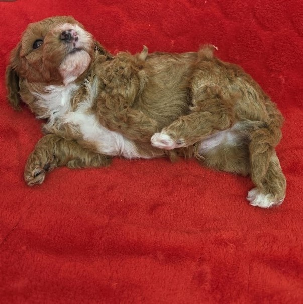 PUDL TRPASLIČÍ VÍCEBAREVNÝ - štěňátka s PP - 2