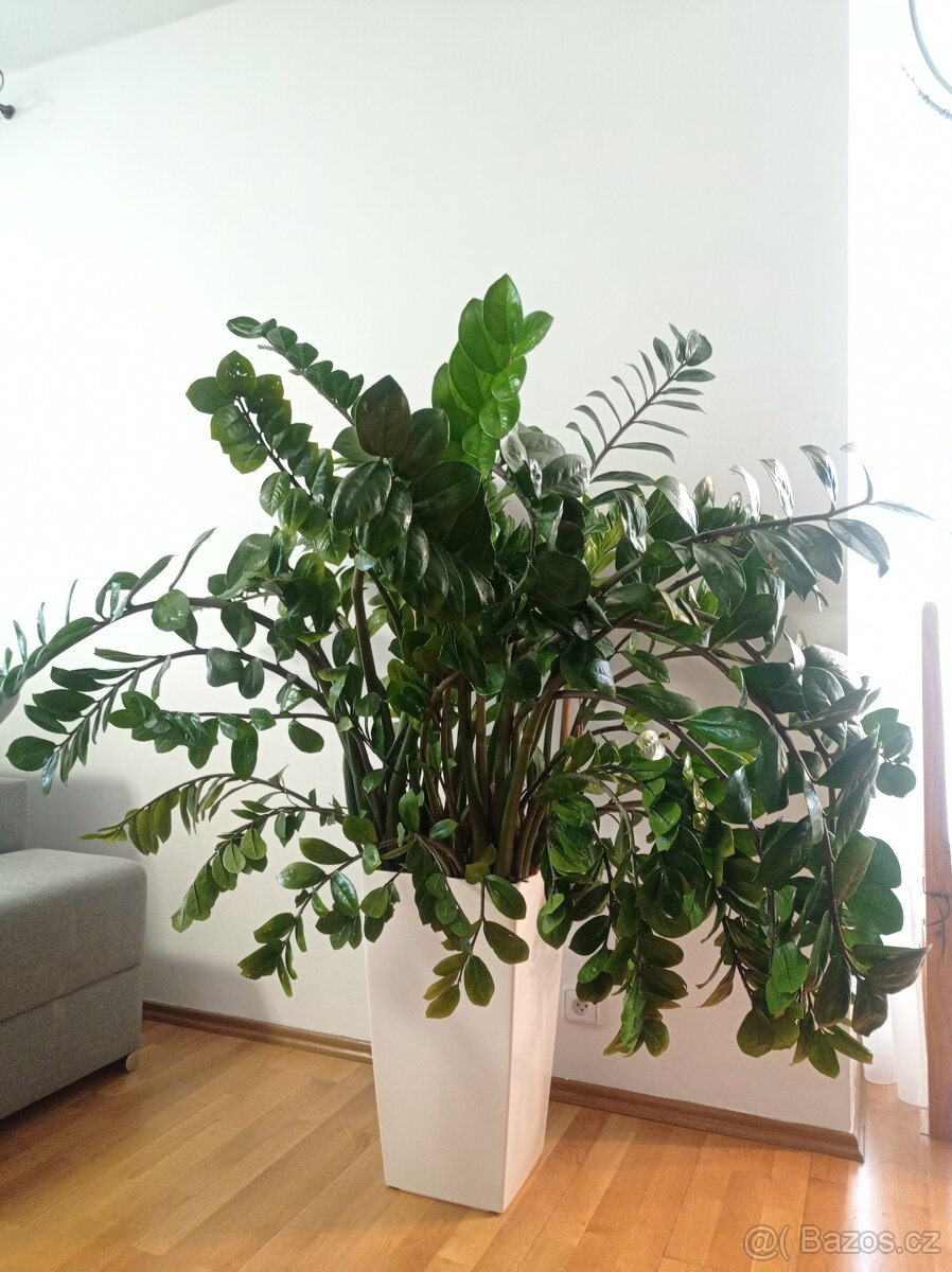 Zamioculcas - 2