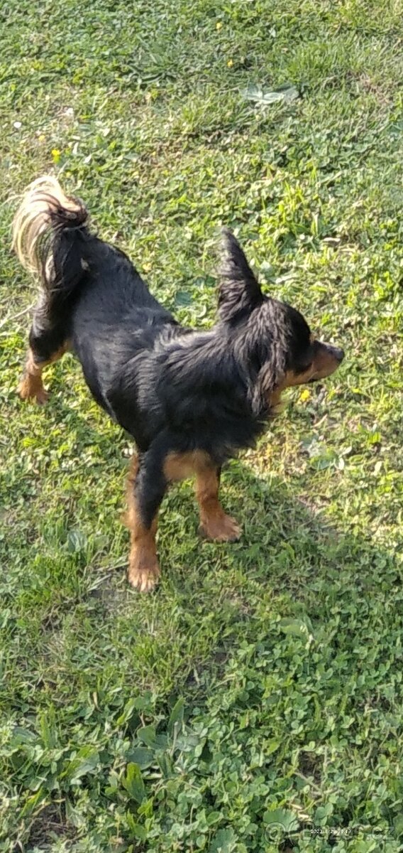 Pražský krysařík - 2