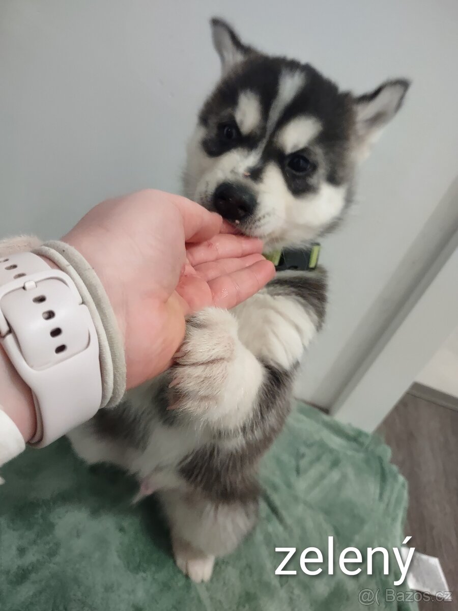 Sibiřský husky - 2