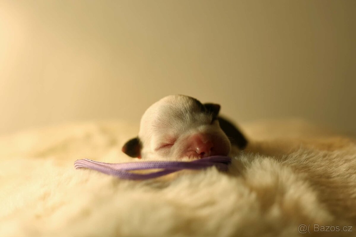 Americký stafordšírský teriér - štěňátka s PP - 2