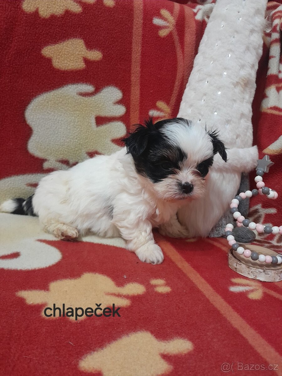 Jorkšír Biewer teriér - 2