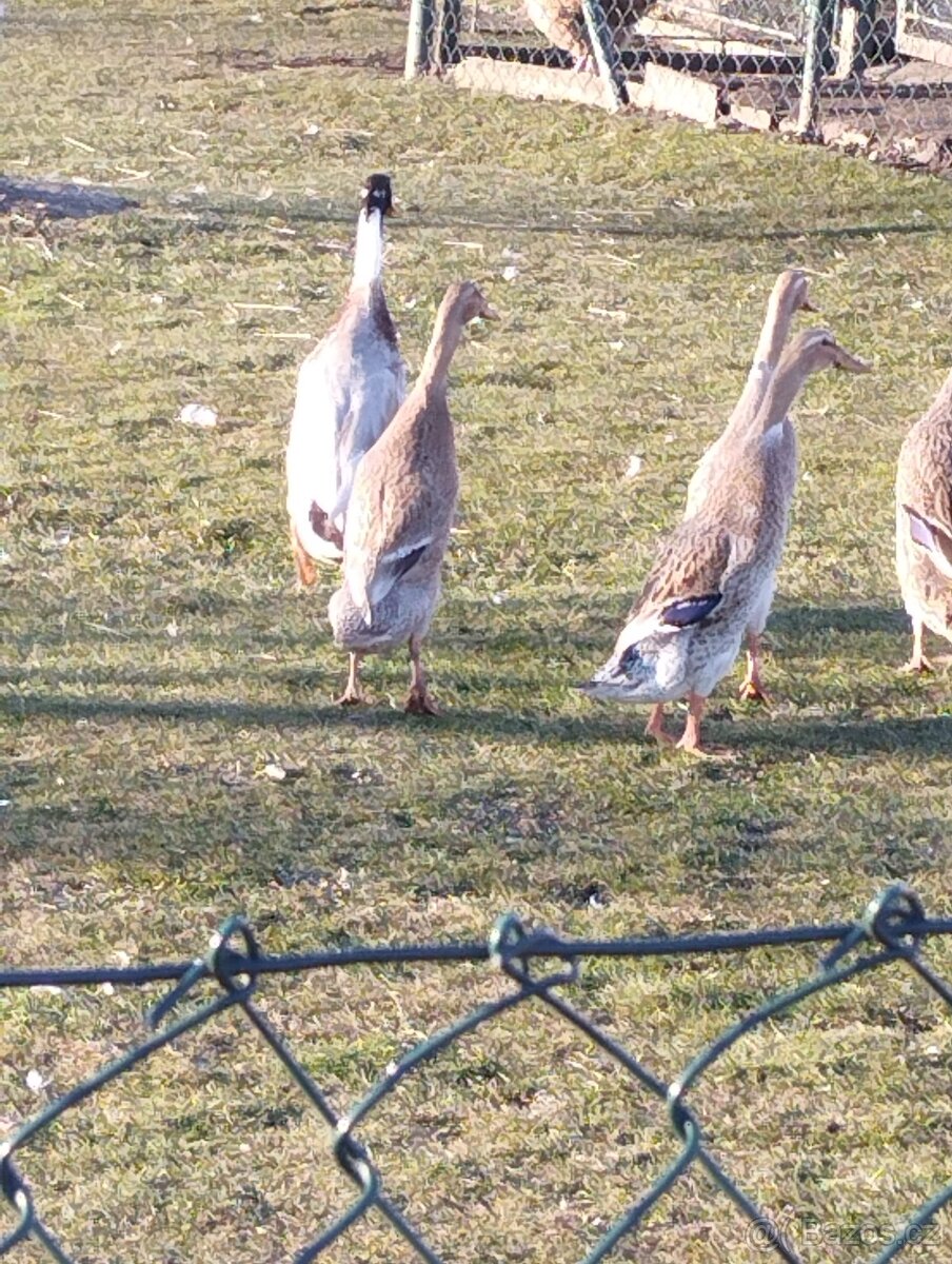 Indický běžec - 2