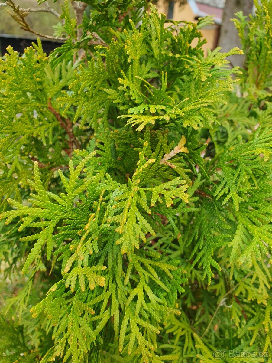 Tuje, thuje 50cm - 2