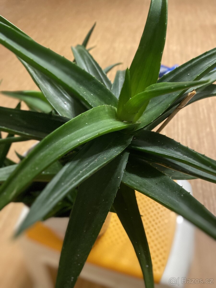 Aloe vera - 2