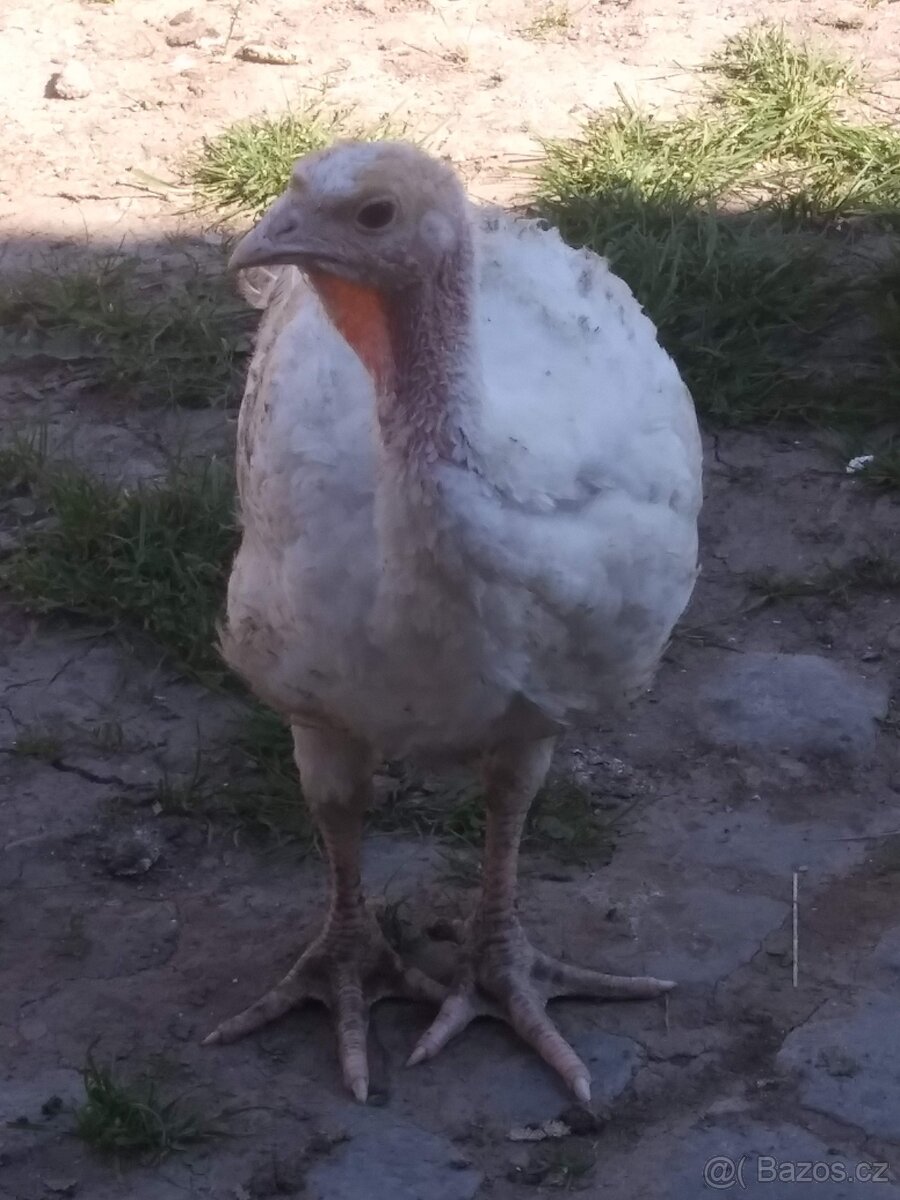 Kůty big6 - 2