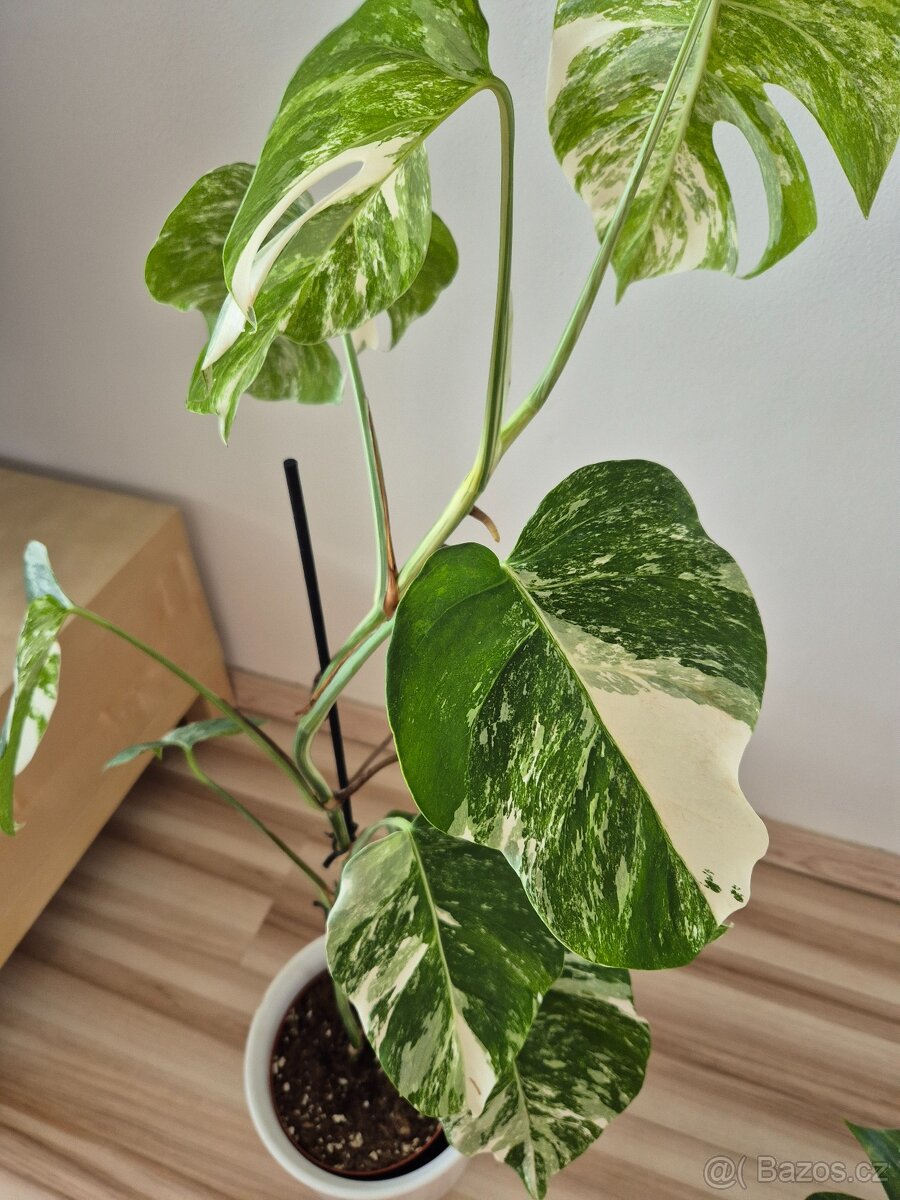 Monstera albo variegata - 2