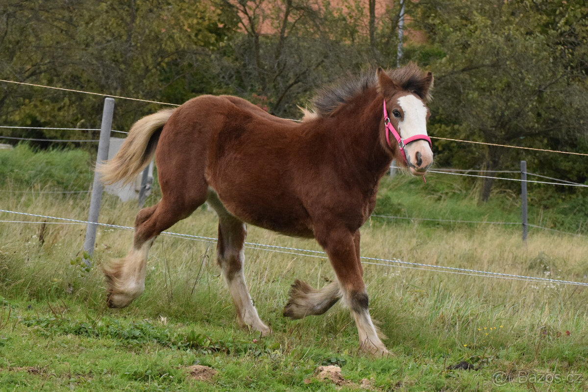 klisnička irský cob - 2