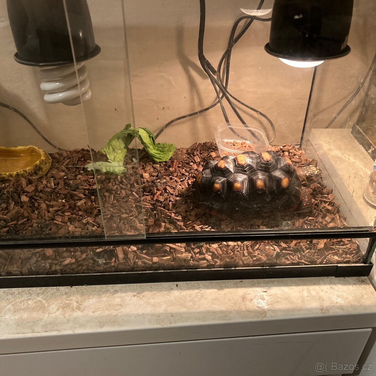 Suchozemská želva uhlířská - 2