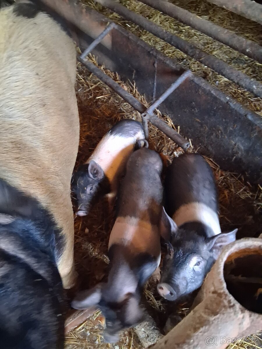 Proda selata prestika - 2