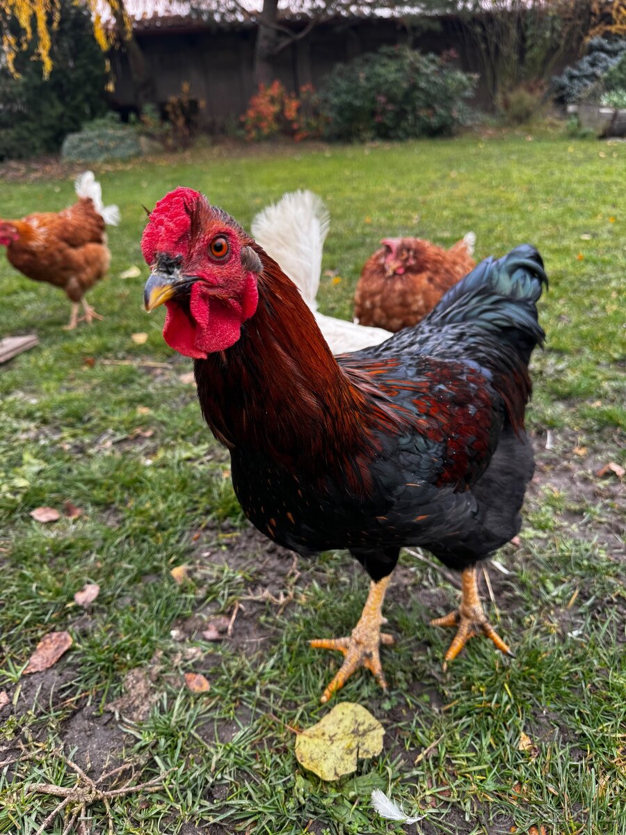 Prodám mladé kohoutky - 2