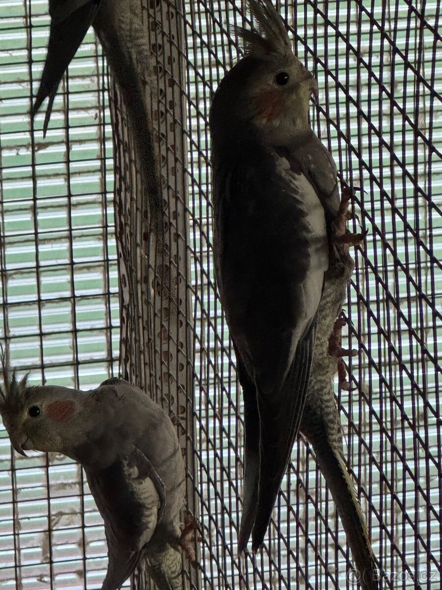 Korela chocholatá - 2