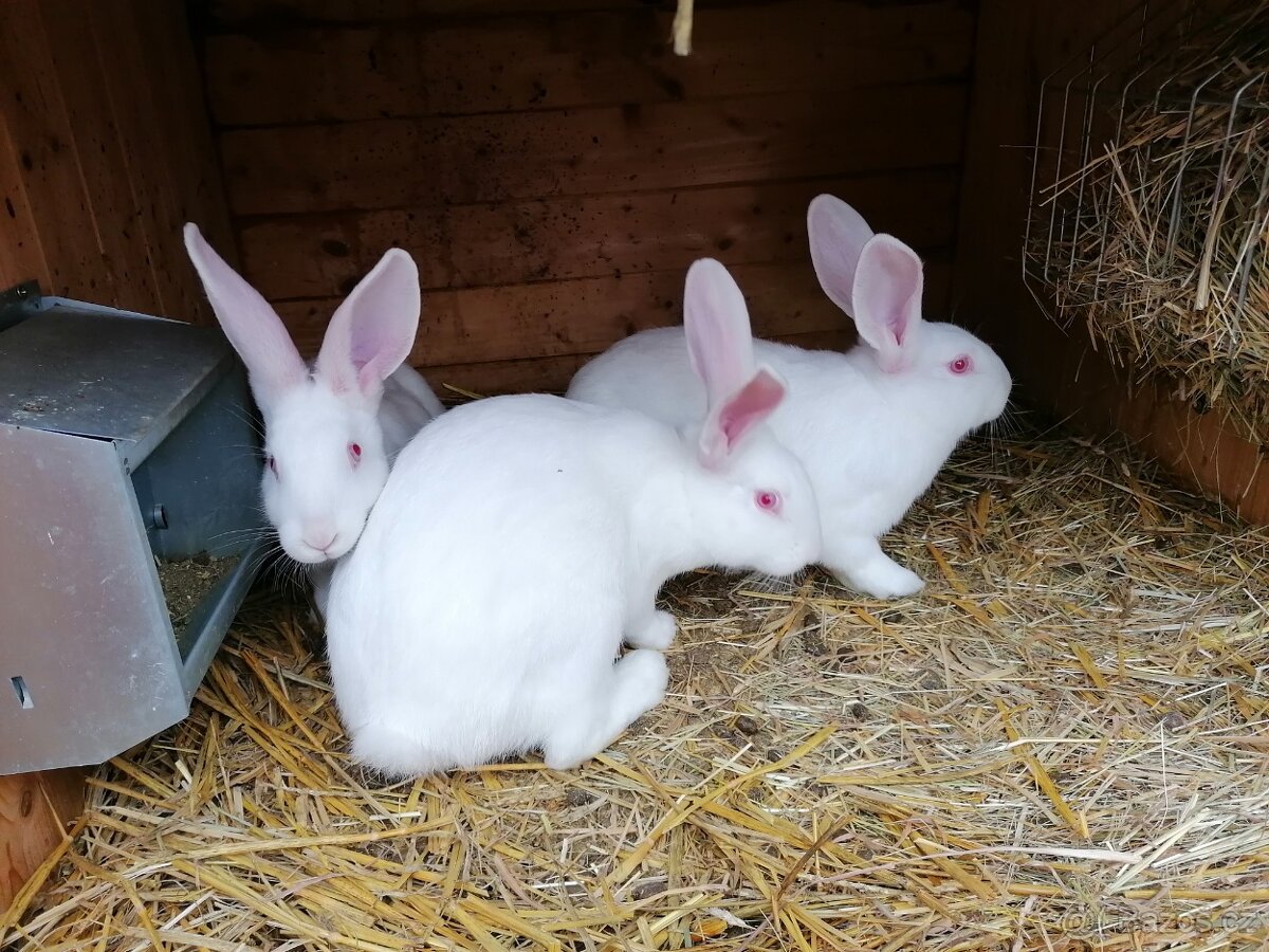 Francouzská Hyla - 2