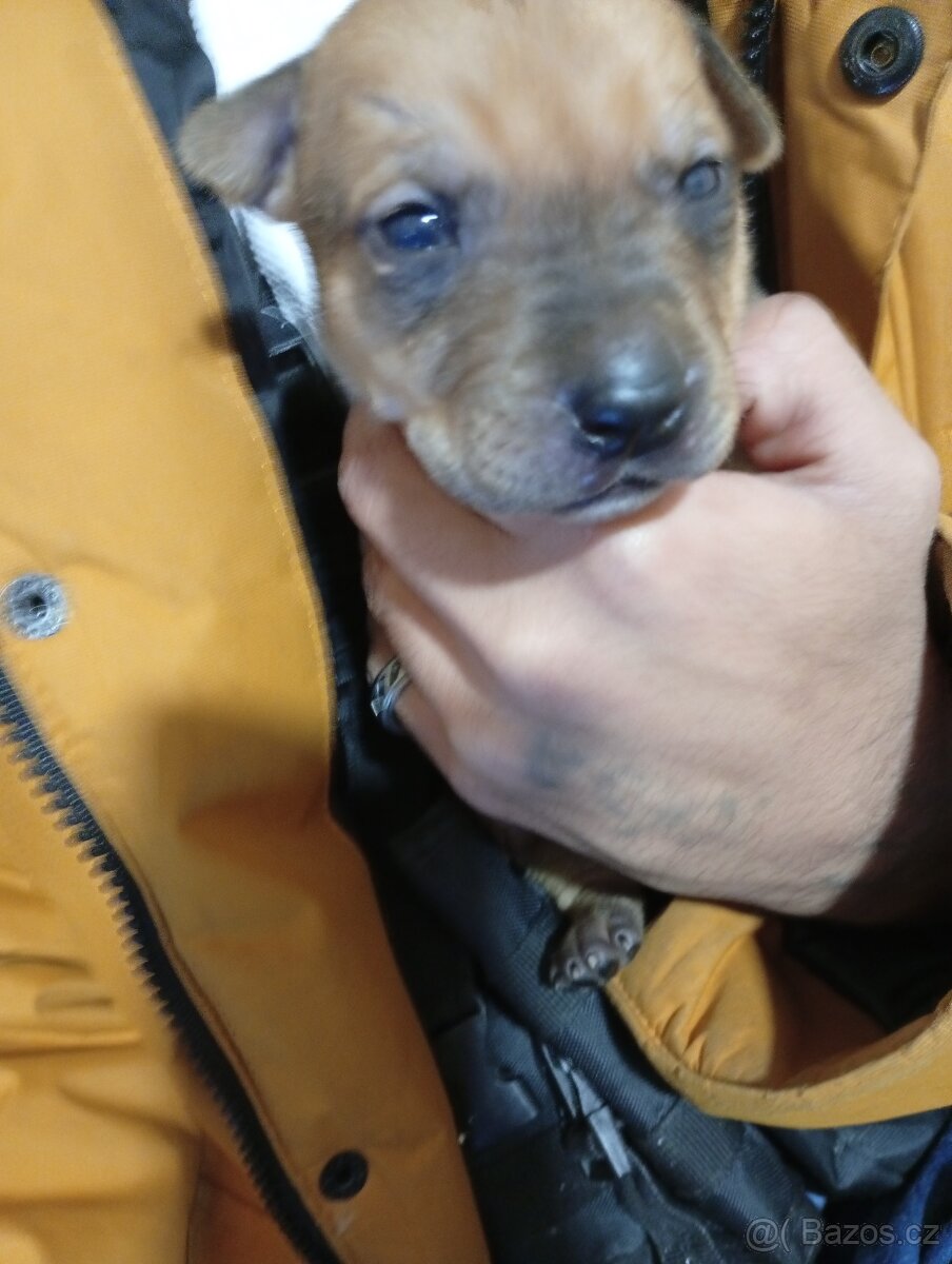 Americký stafordšírský teriér - 2