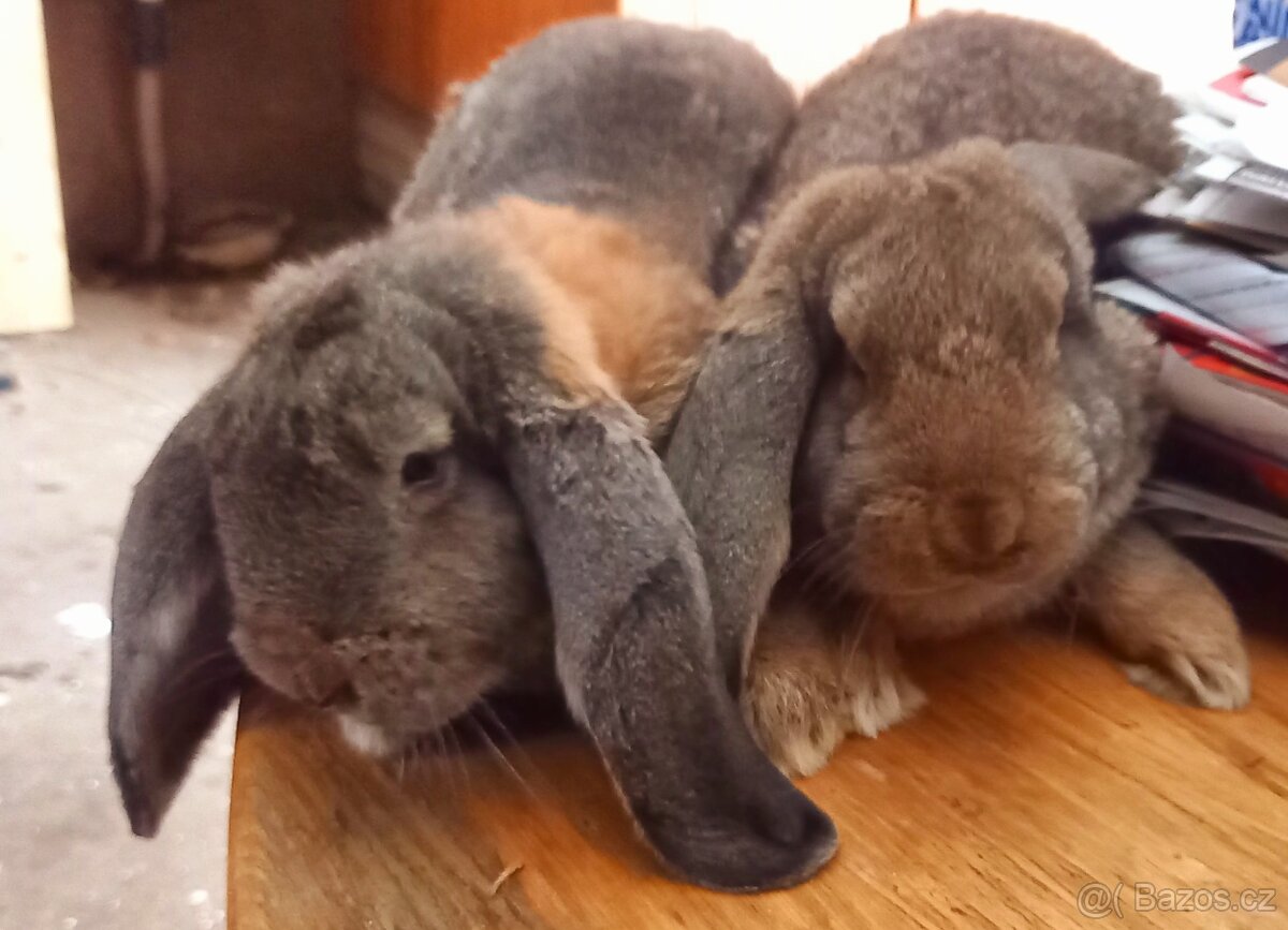 Francouzský beran. - 2