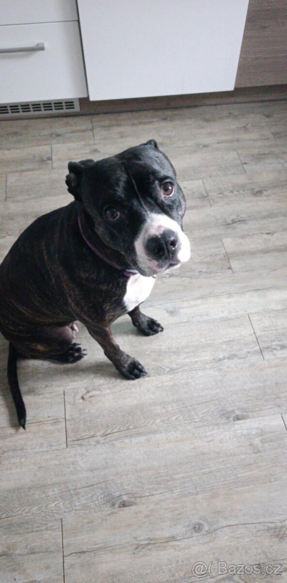 Americký stafordširsky terier - 2