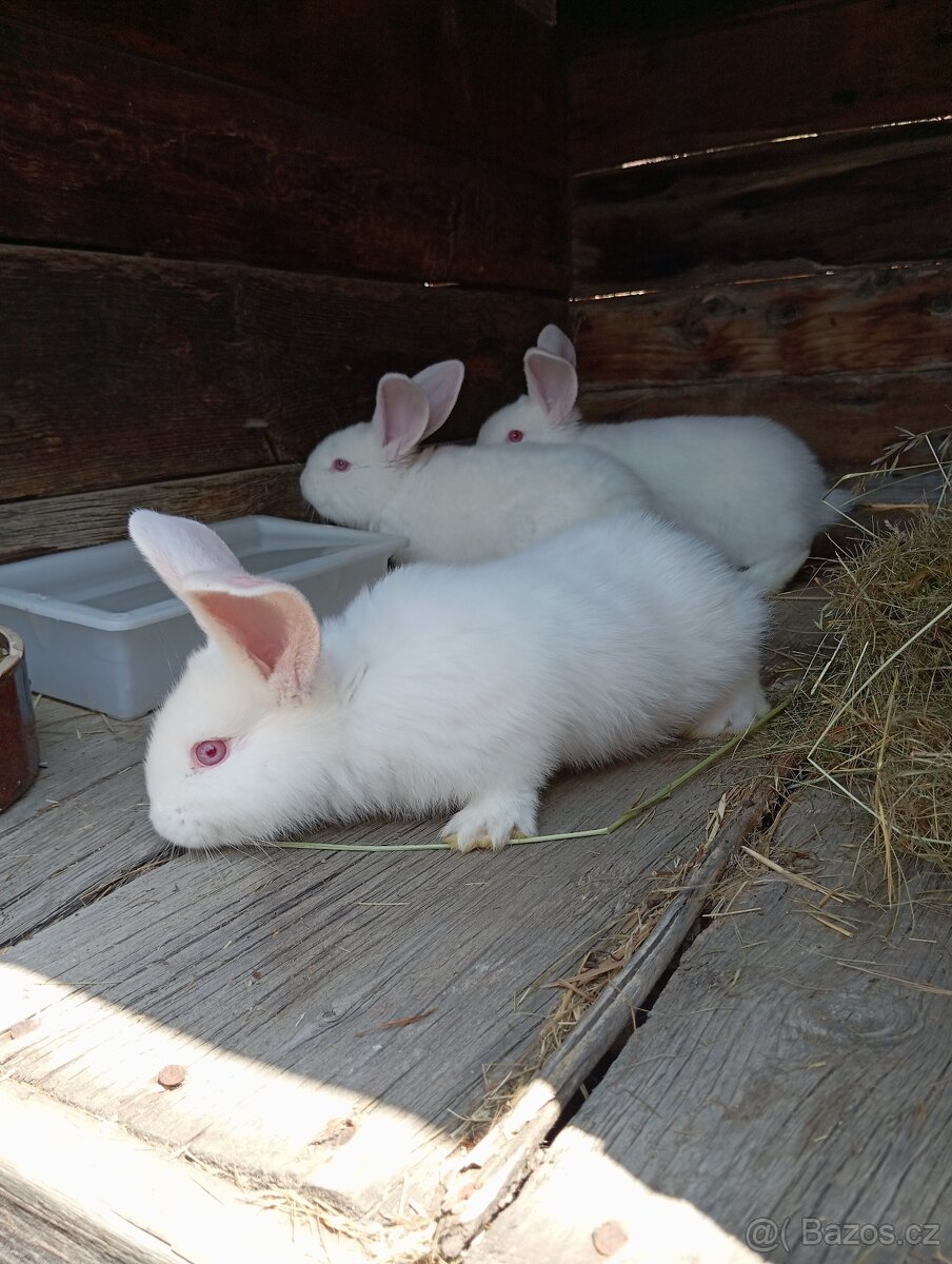 Králíky k chovu - 2