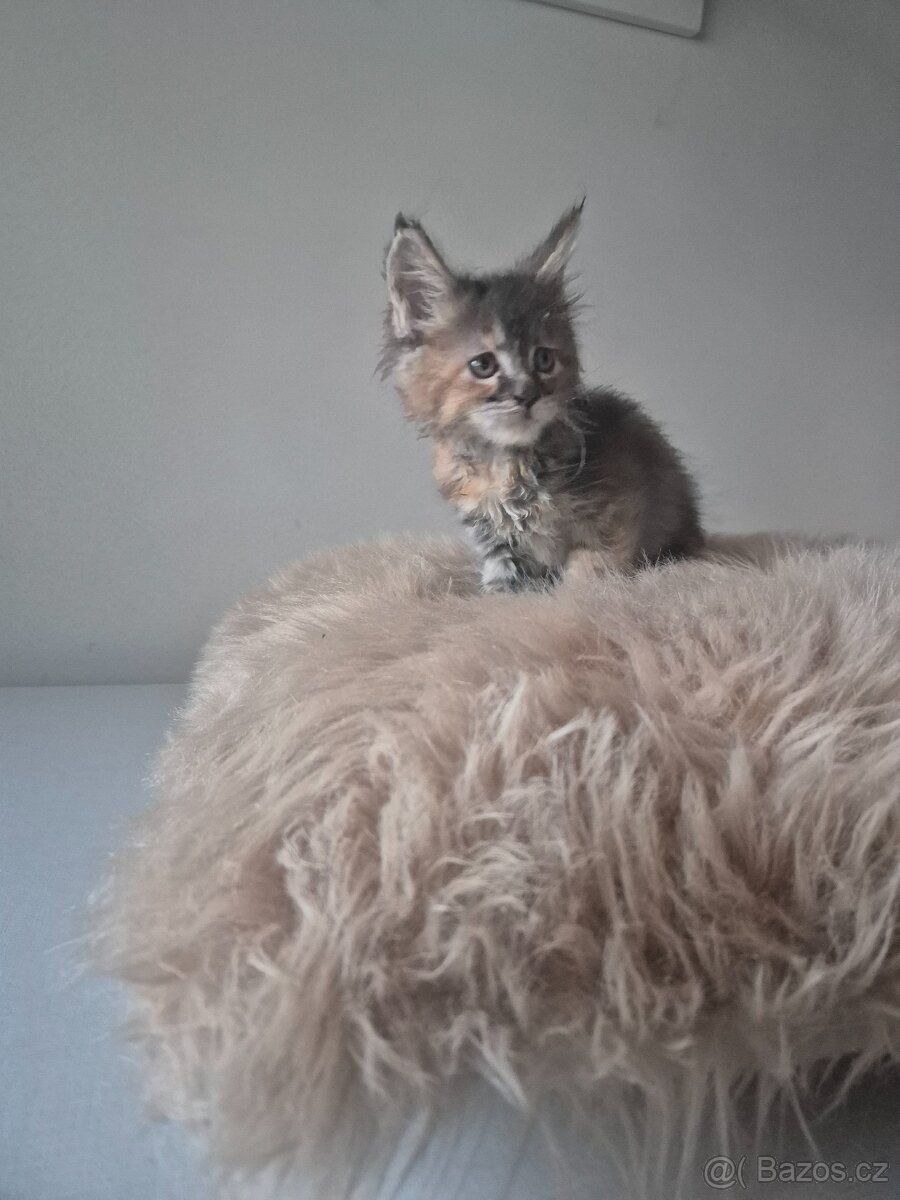 Mainska mývalí kočka s PP - 2