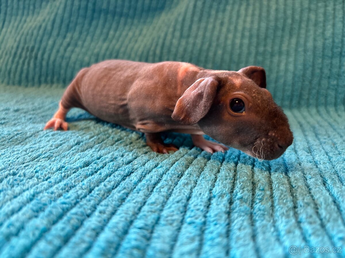 Skinny morčátka, samci - 2