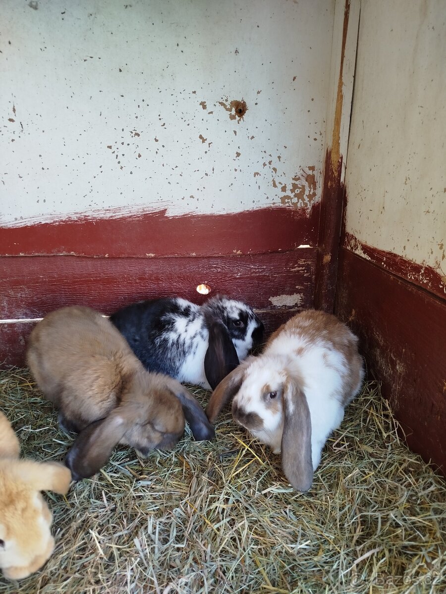 Francouzský beran - 2