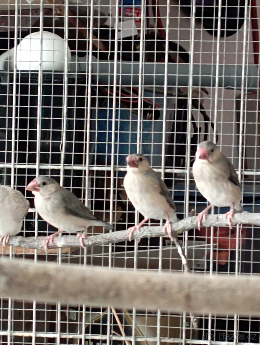 Letošní odchovy - 2