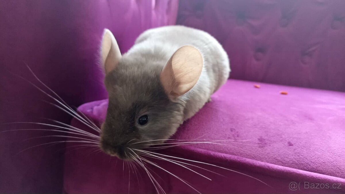 Činčila samička - 2