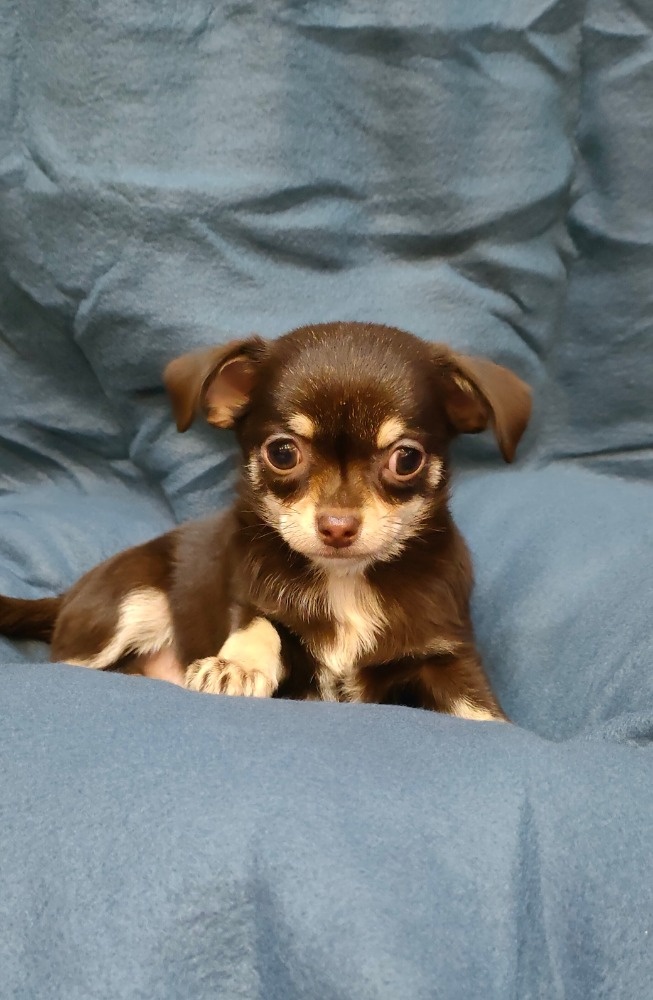 Čivava krátkosrstá - 2