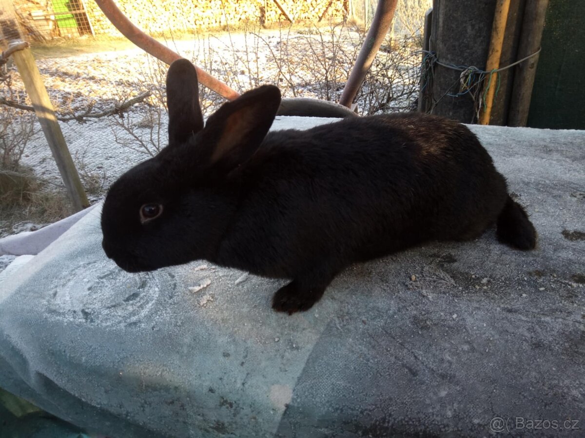 Králíci do chovu - 2