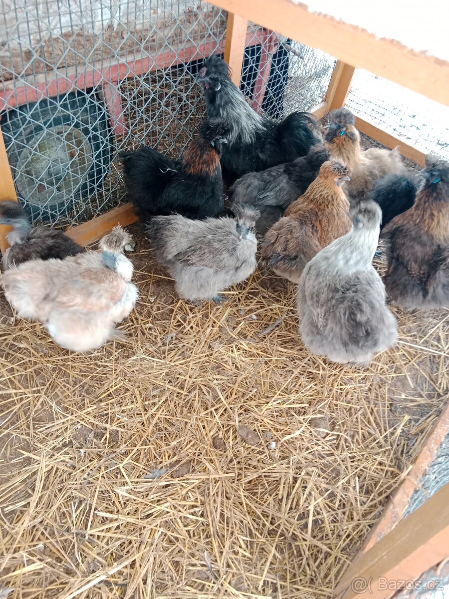 Násadová vejce - 2