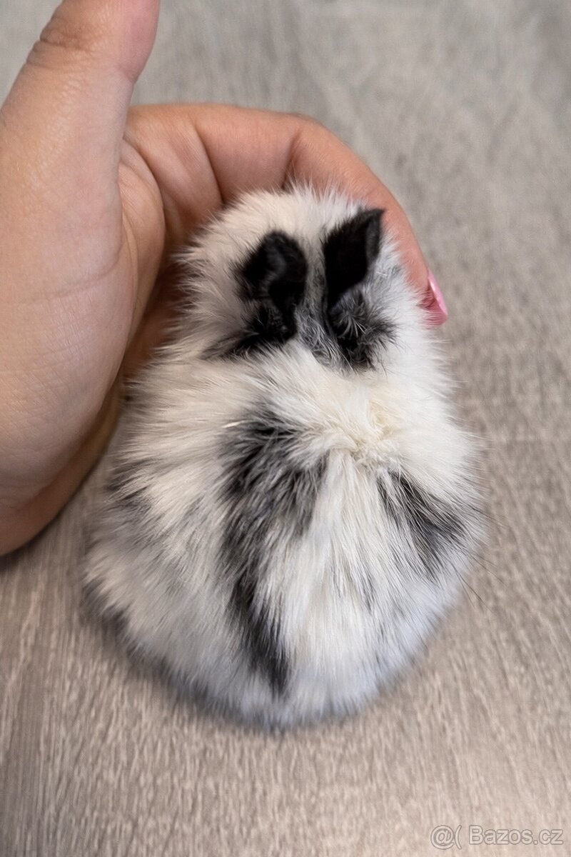 Teddy králíček - samička - 2