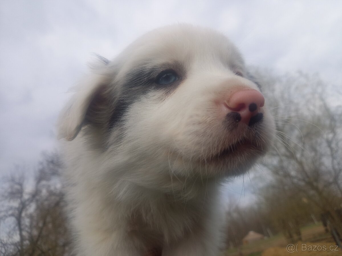 Štěňátko border kolie bez PP - 2