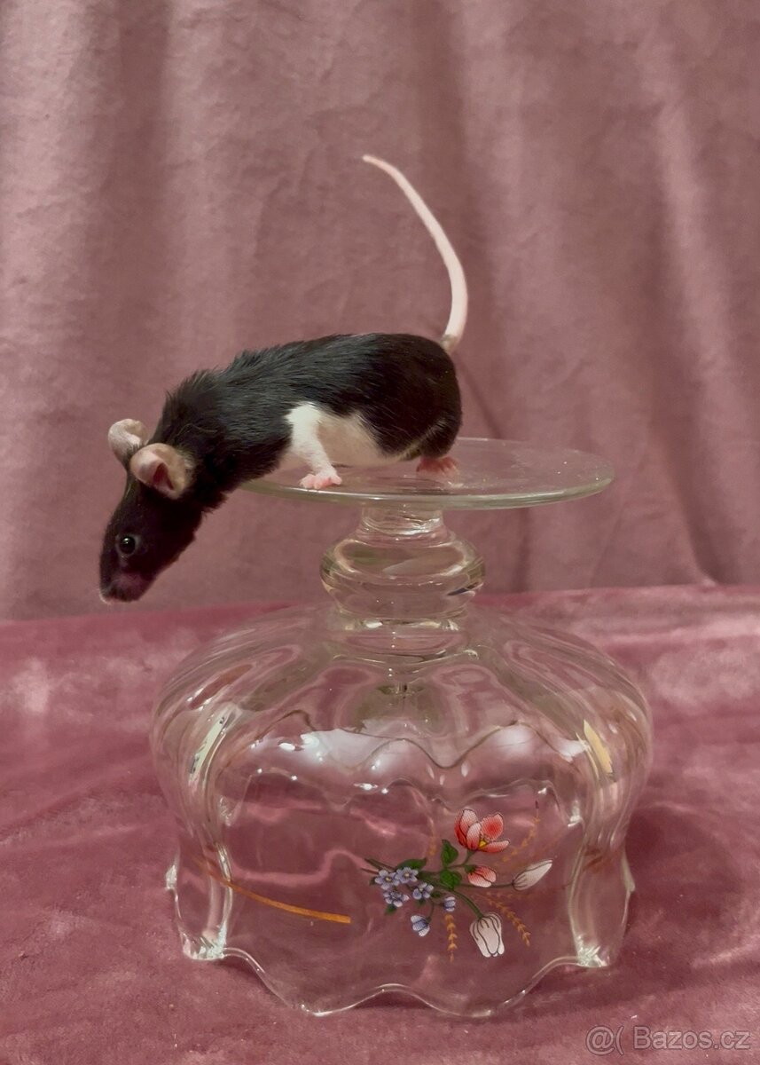 MYŠ BAREVNÁ - SPĚCHÁ - 2