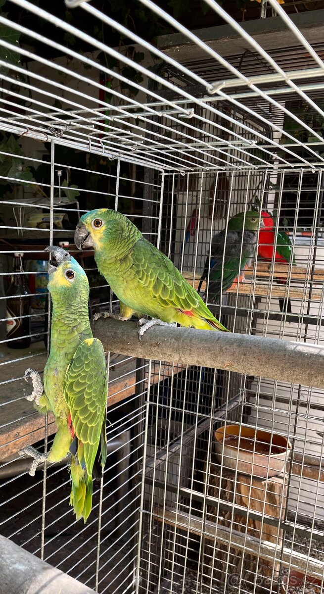 Amazoňan modročelý - 2