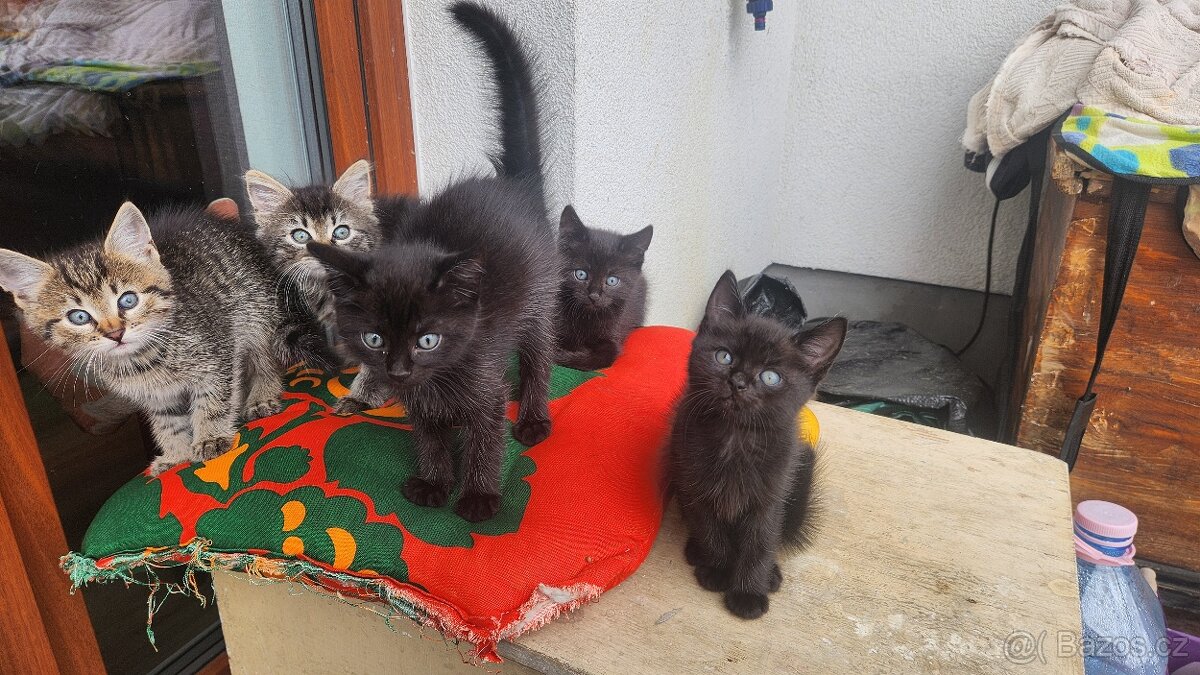 Koťata narozená 6.8.2025 - 2