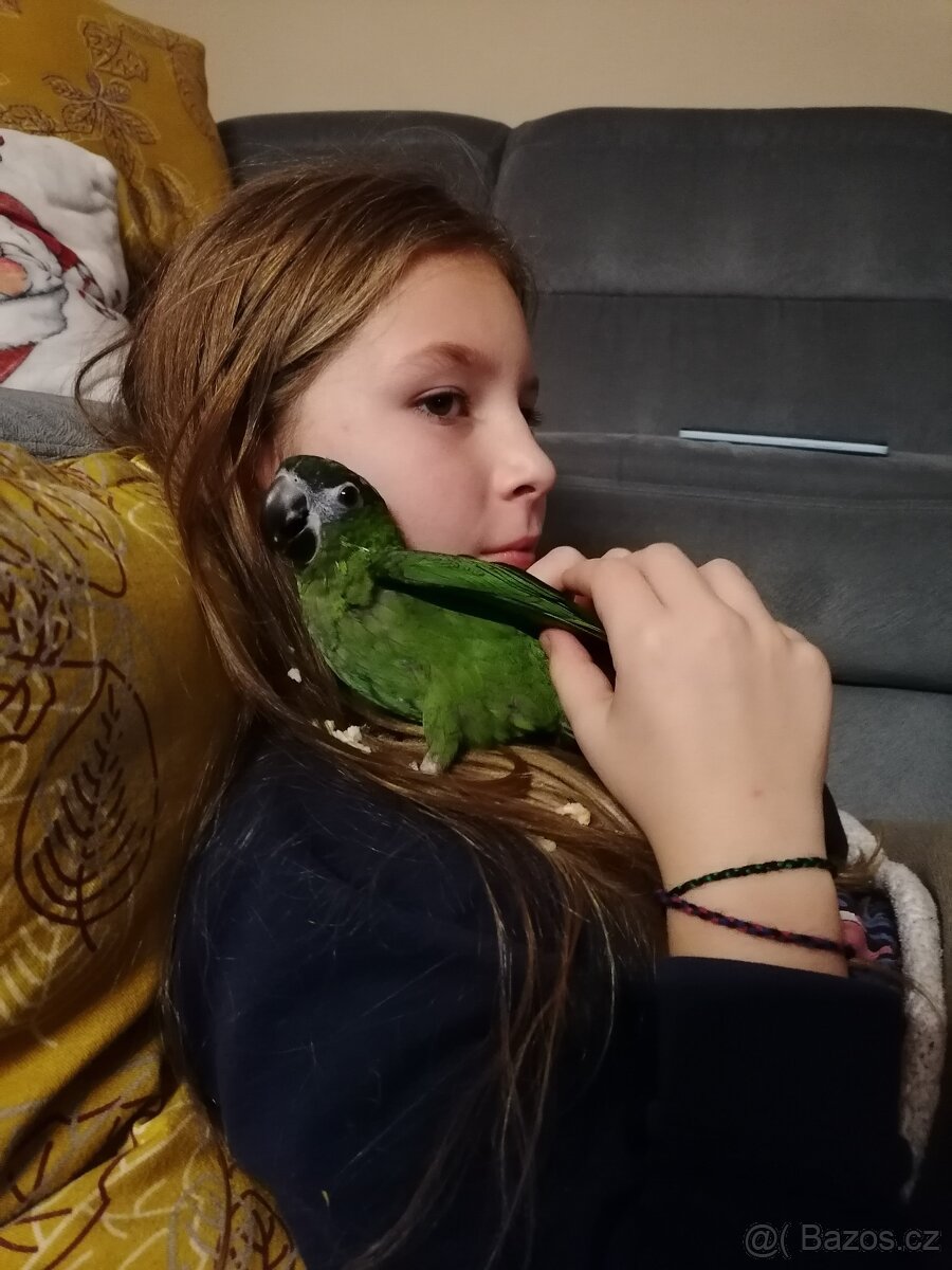 Prodám ručně dokrmenou Aru Nobilis - 2