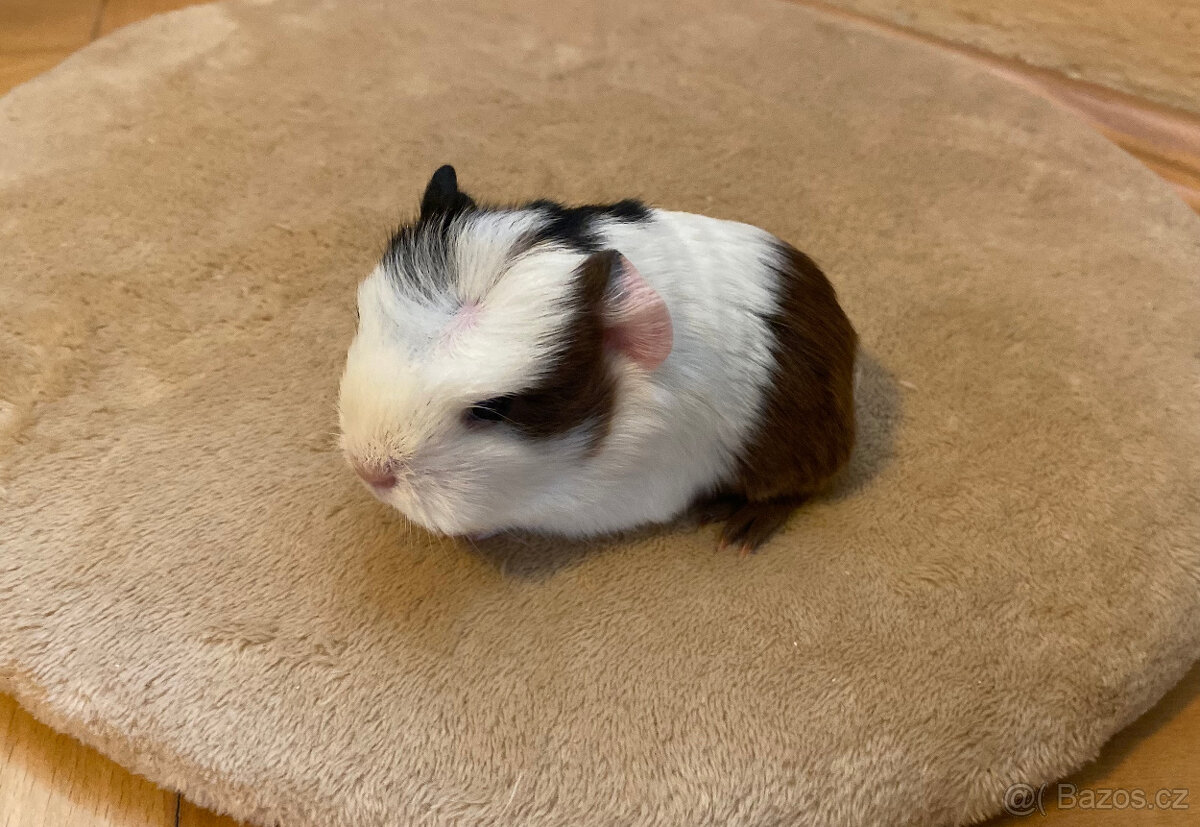 Volná morčátka k odběru - 2